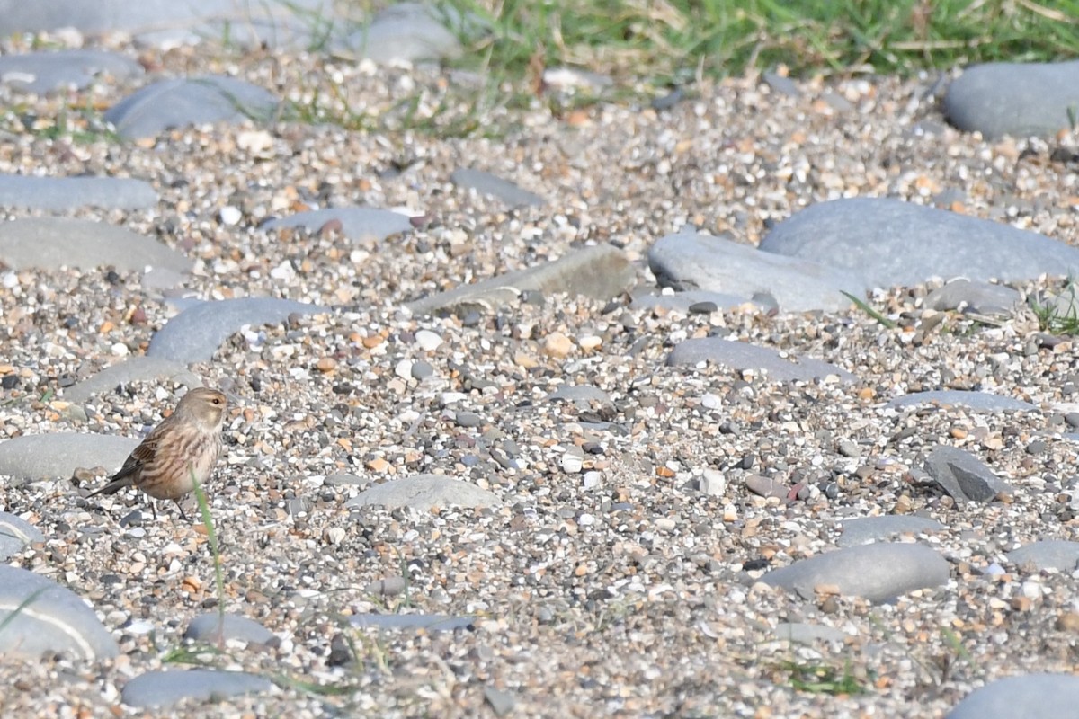 Eurasian Linnet - ML500017051