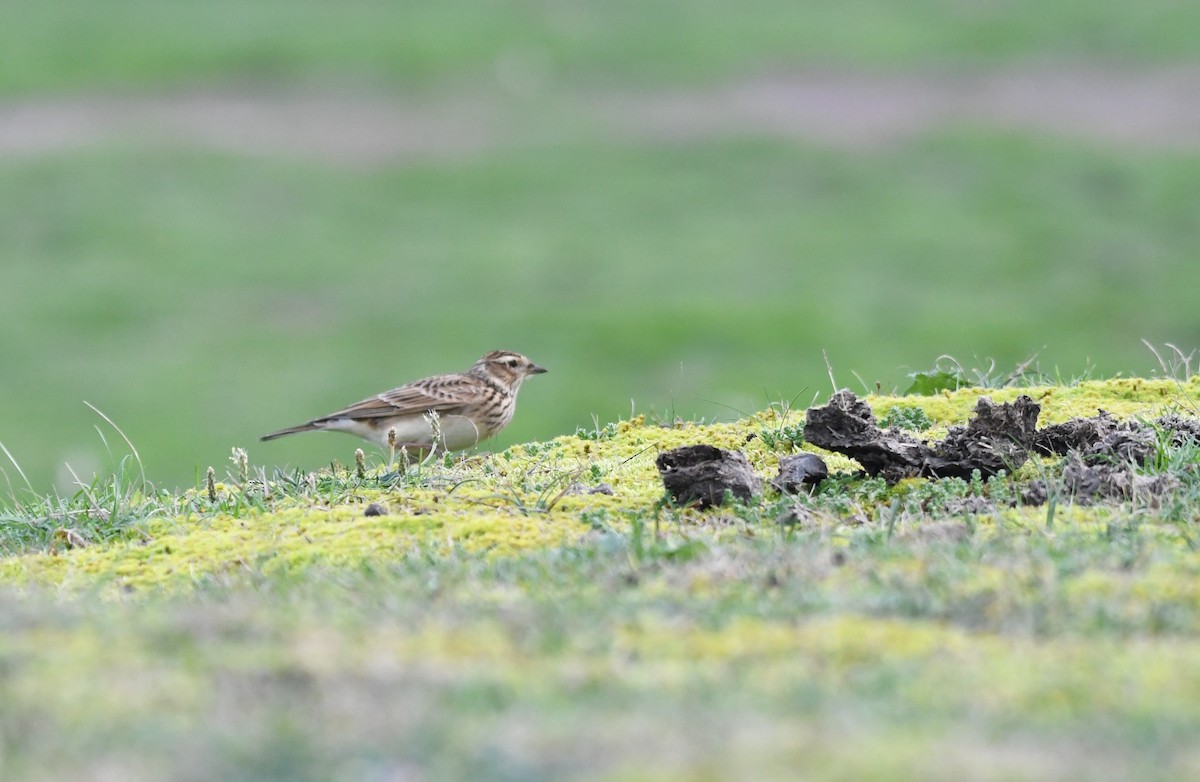 Eurasian Skylark - ML500017071