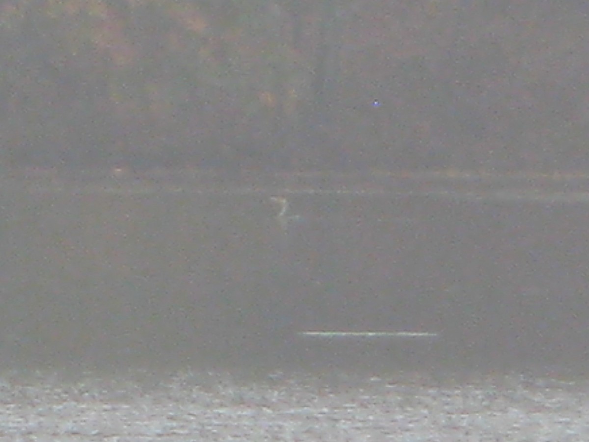 Red-necked Grebe - ML500017091