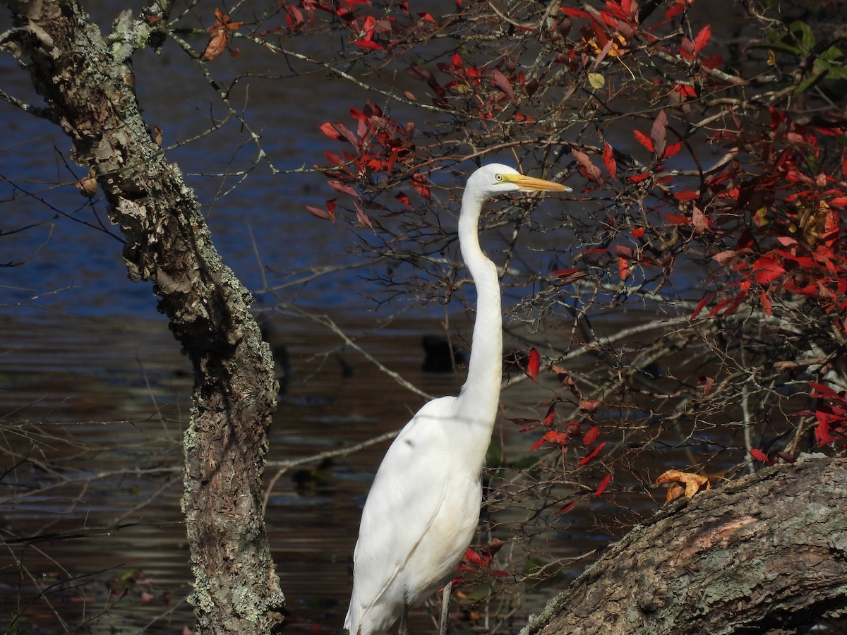 Great Egret - ML500017121