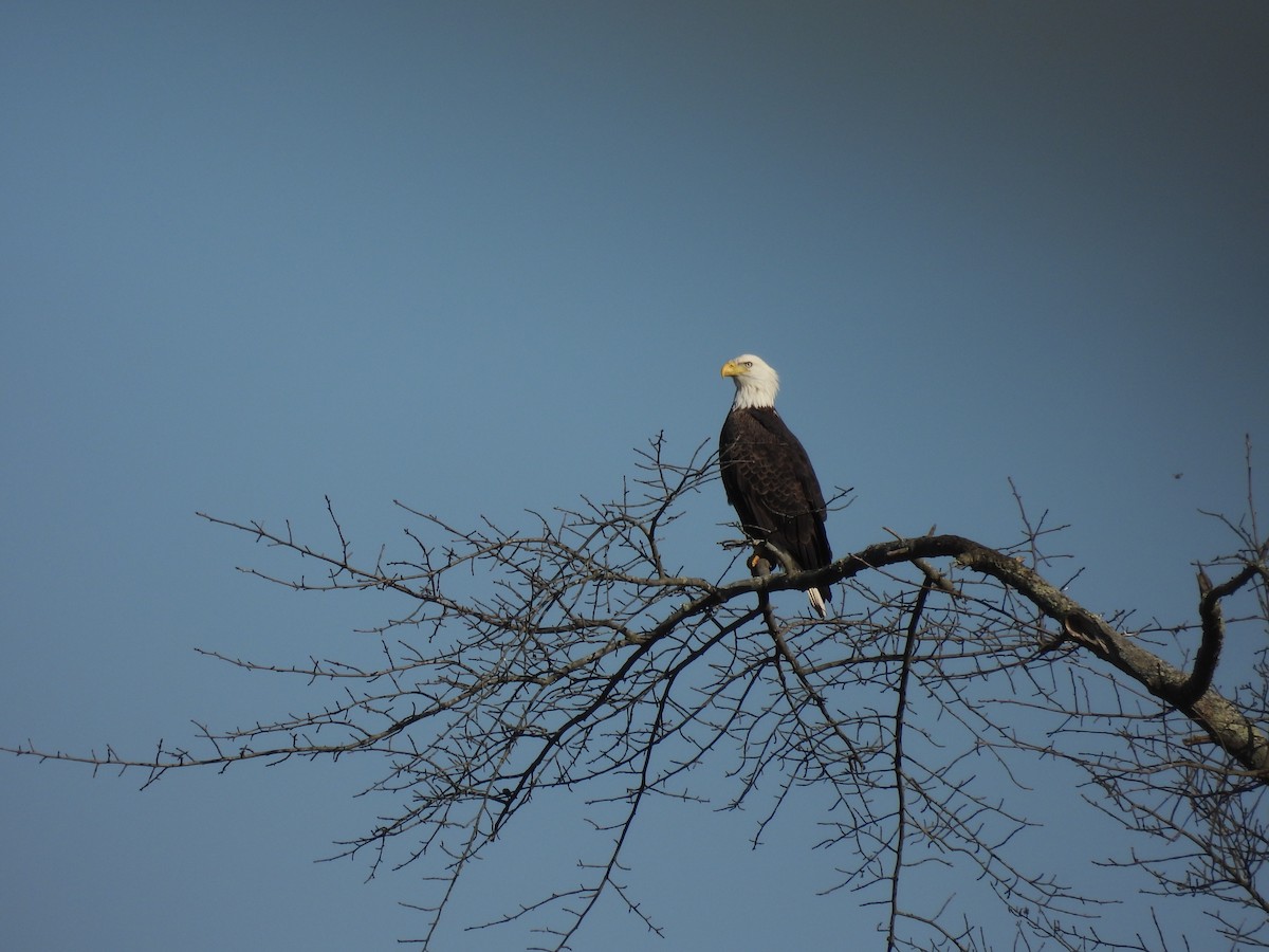 Bald Eagle - ML500017291