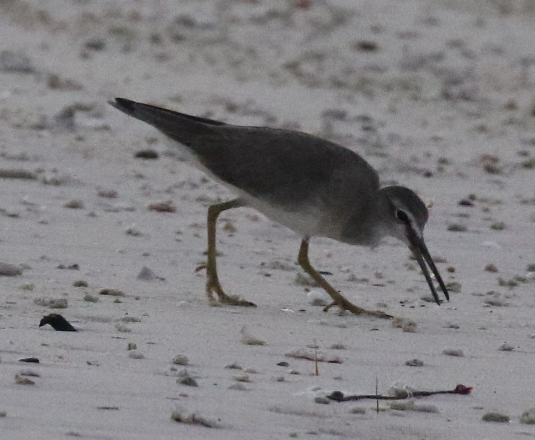 Gray-tailed Tattler - Bruce  Purdy