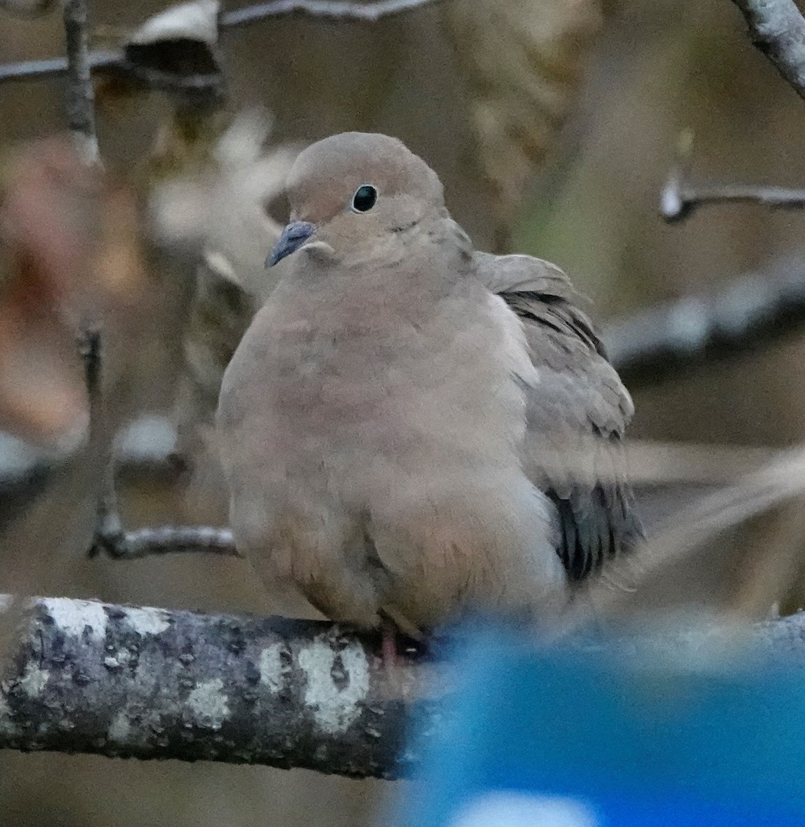 Mourning Dove - ML500019891