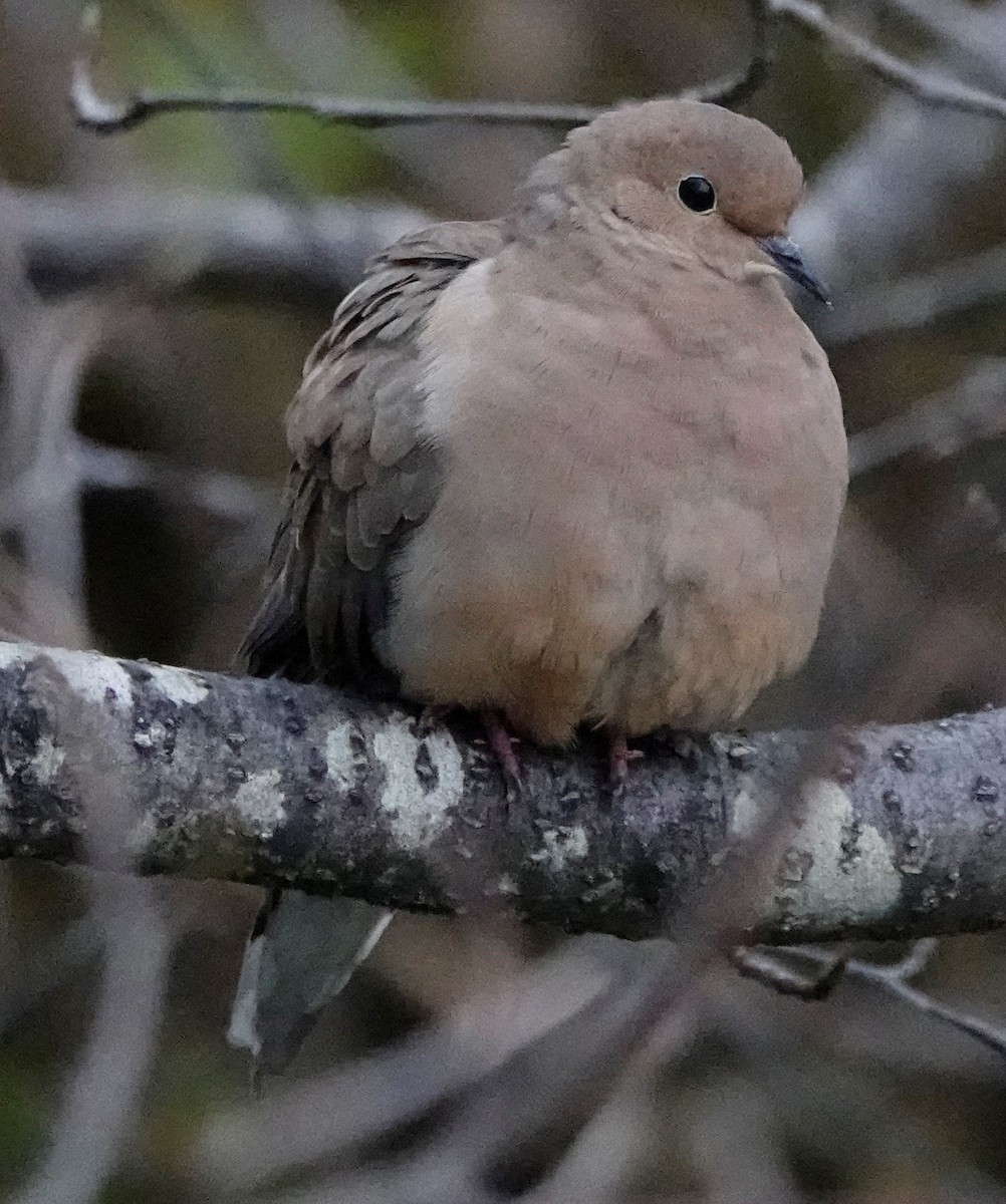 Mourning Dove - ML500019901