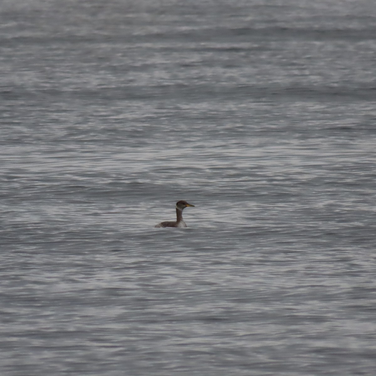 Red-necked Grebe - ML500020481