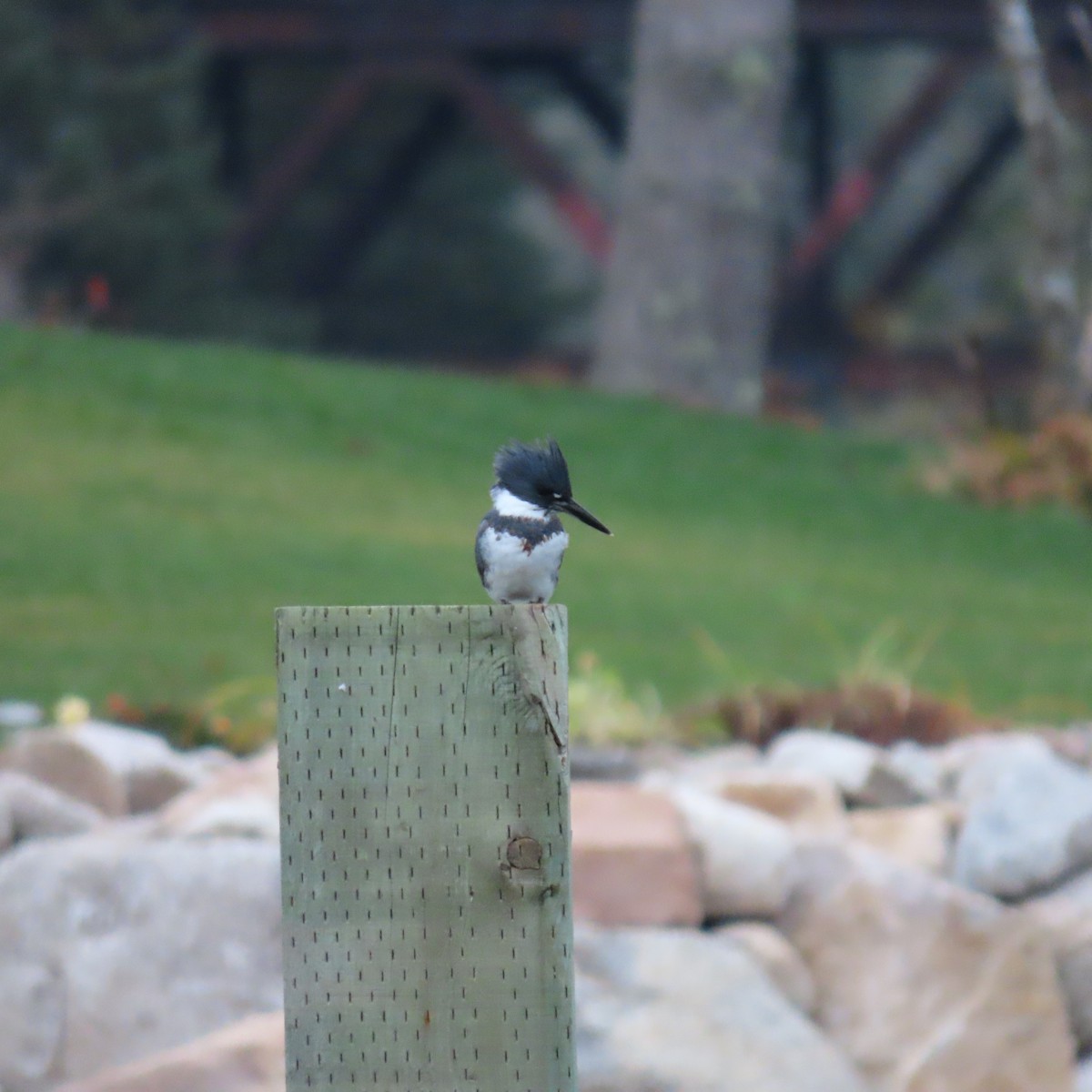 Belted Kingfisher - ML500020581