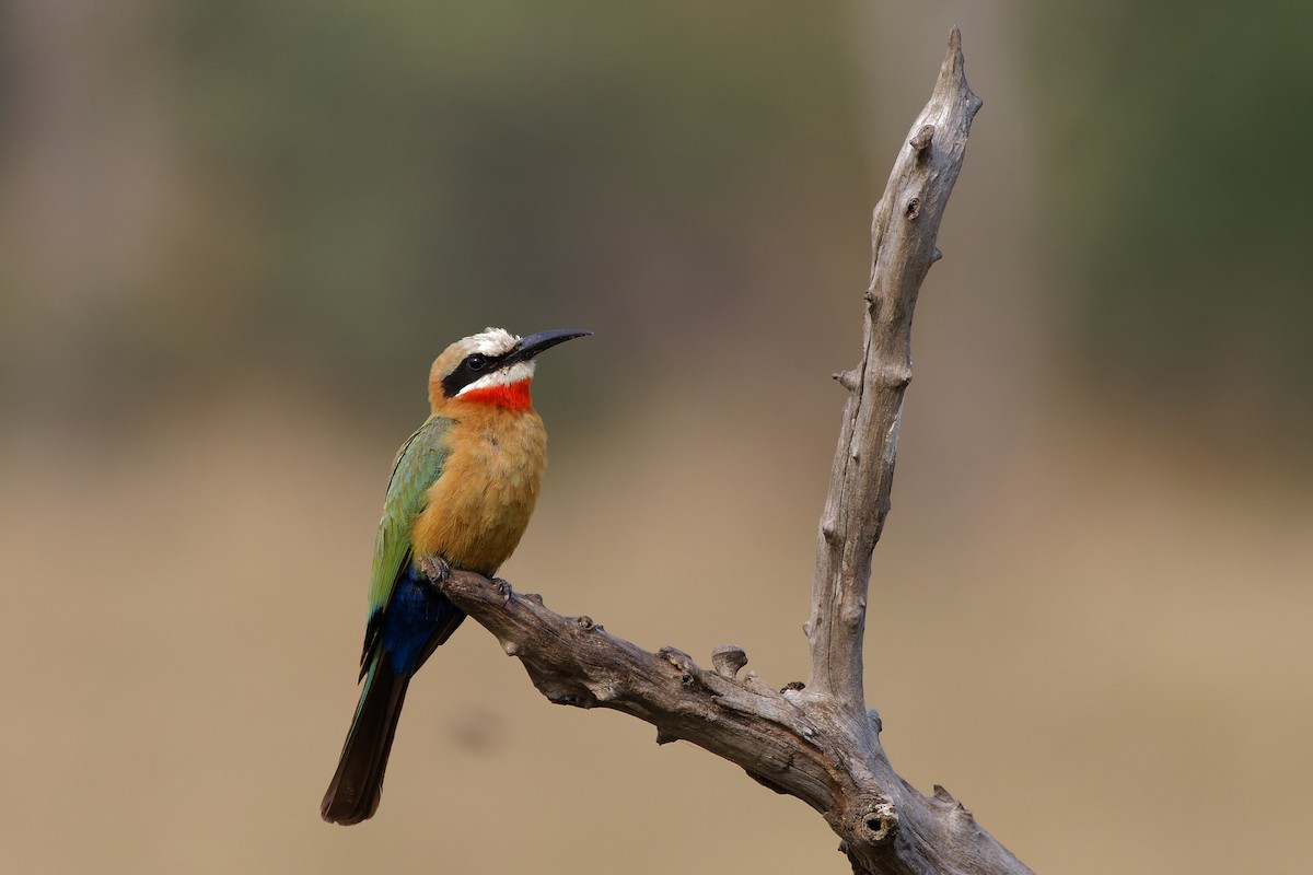 White-fronted Bee-eater - ML500021931