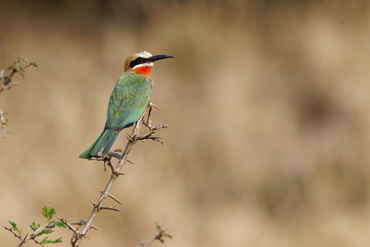 White-fronted Bee-eater - ML500021941