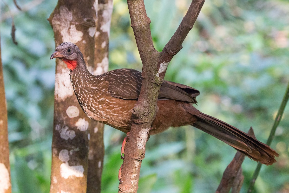 オビオシャクケイ - ML50002201