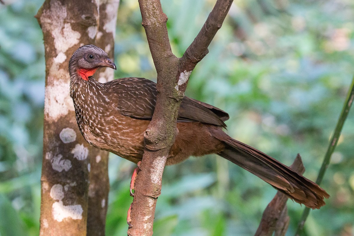 オビオシャクケイ - ML50002211