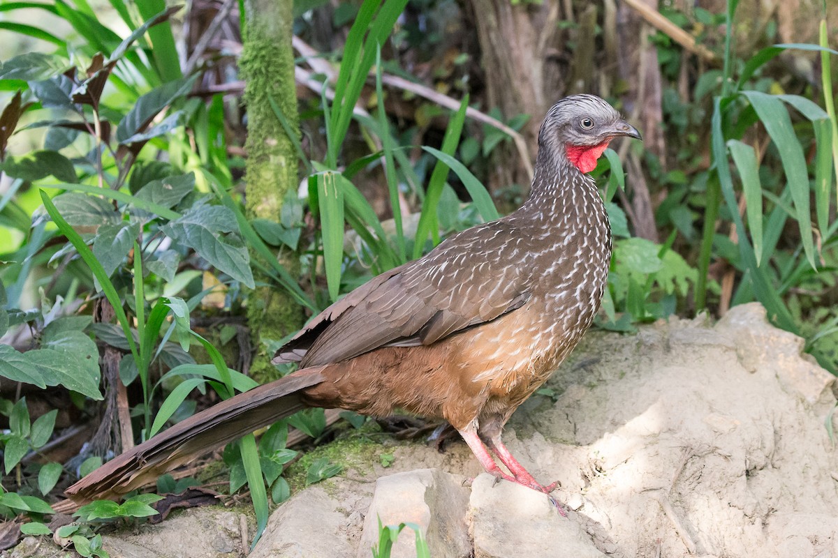 Band-tailed Guan - ML50002221