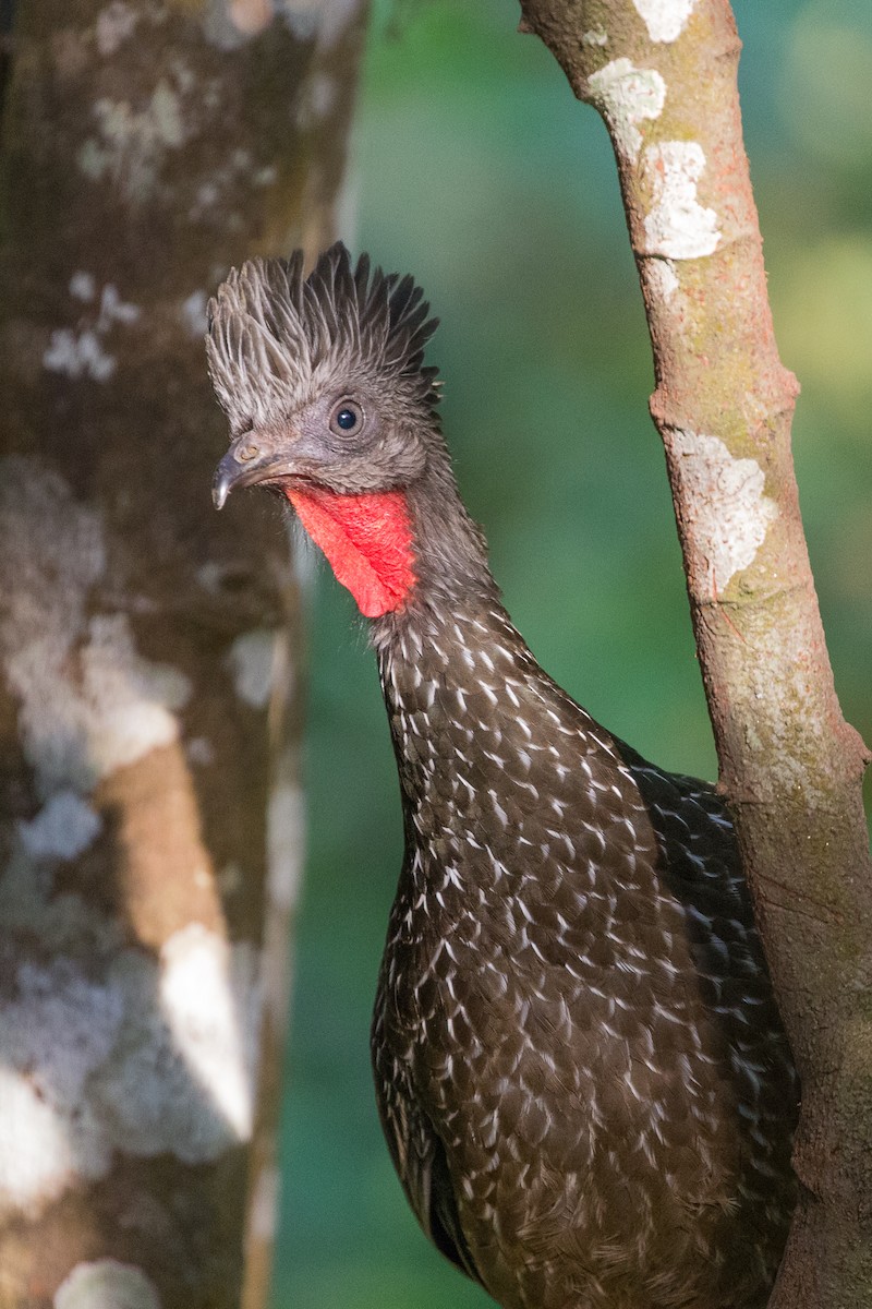 Band-tailed Guan - ML50002231