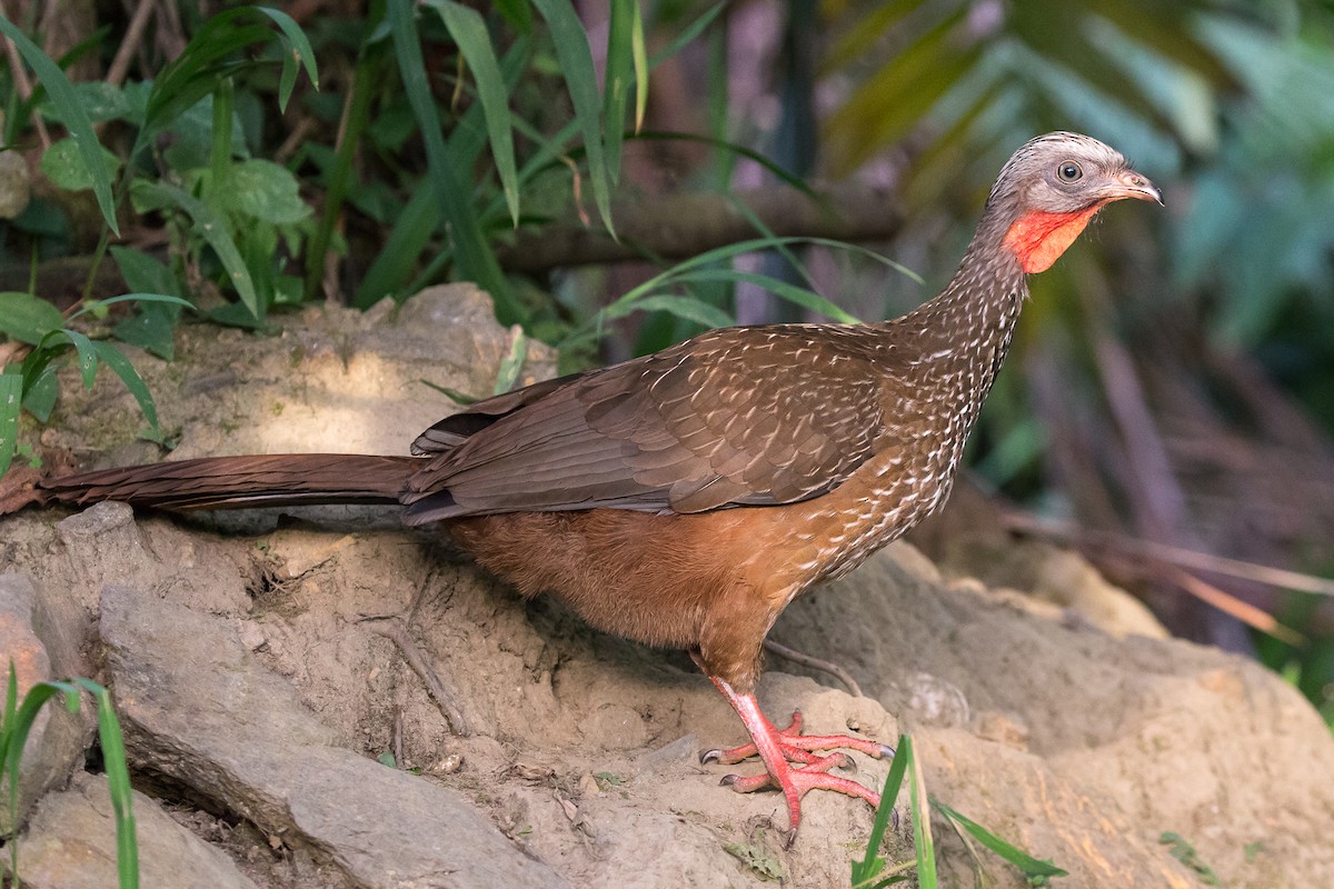 Band-tailed Guan - ML50002241