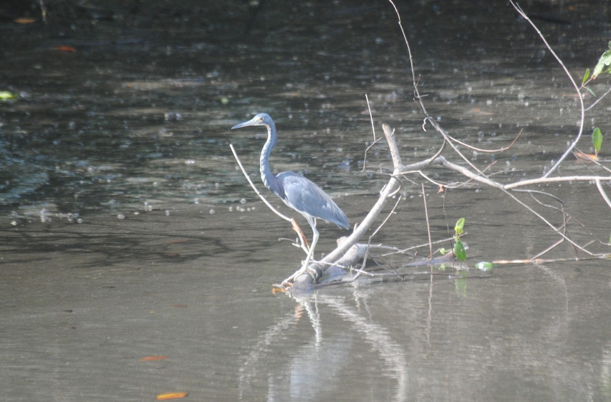 Tricolored Heron - ML500022961