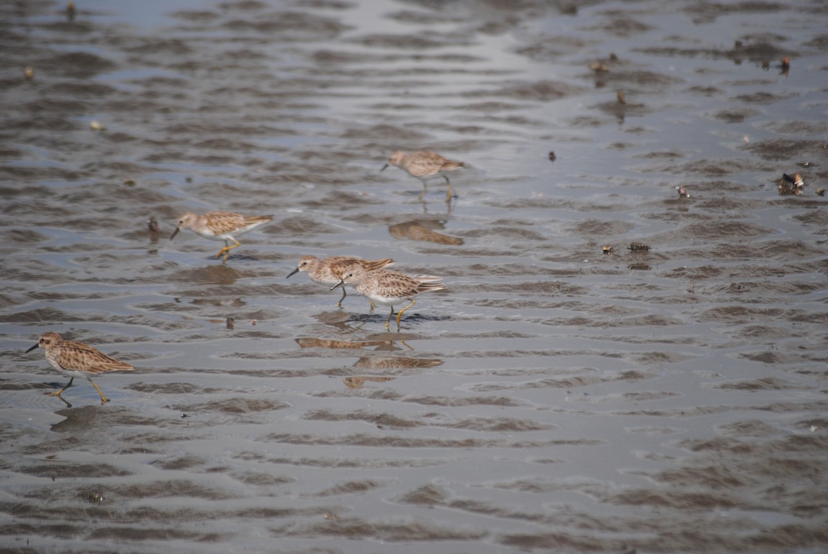 Least Sandpiper - ML500023141