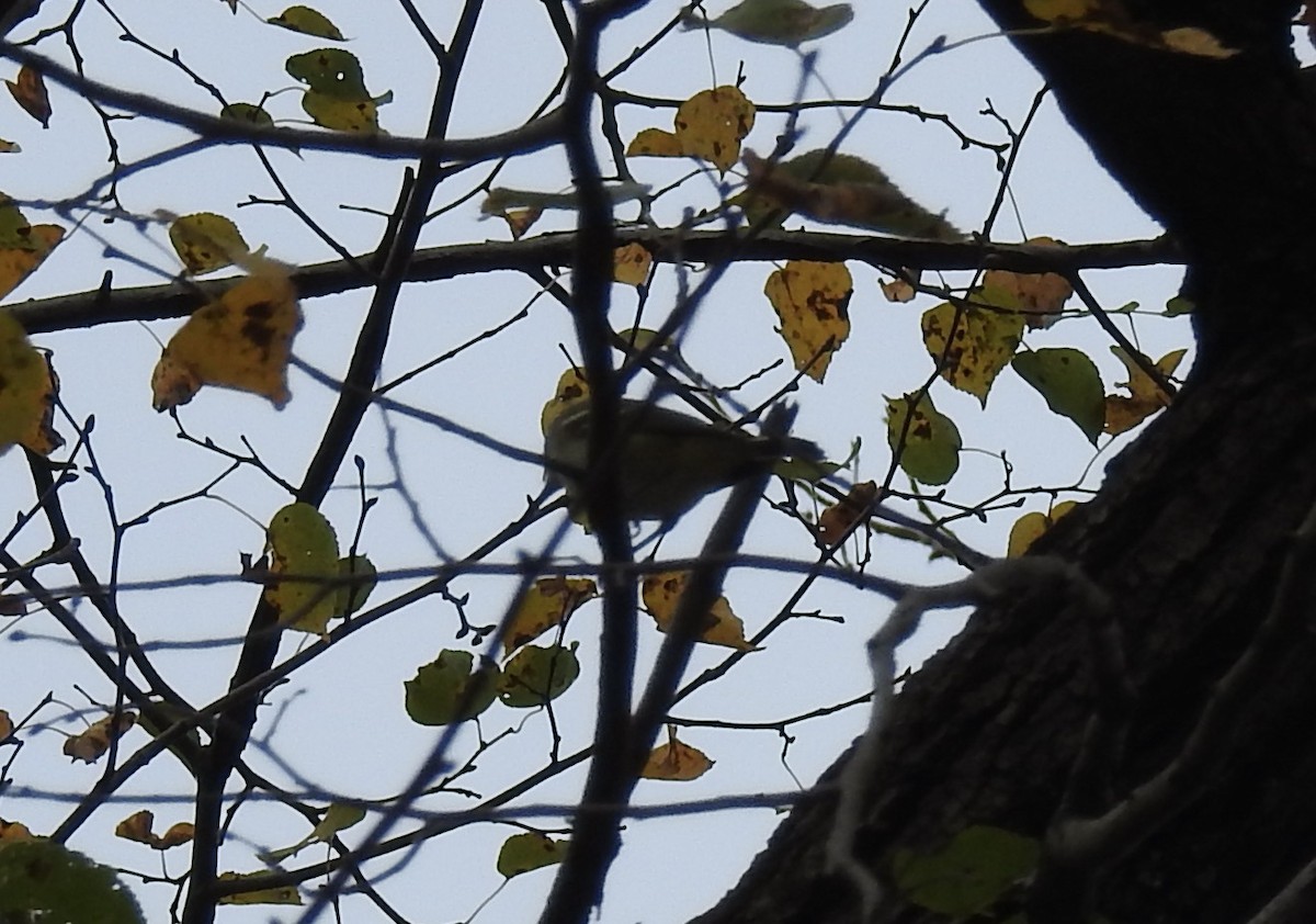 Blue-headed Vireo - Sharon Forsyth