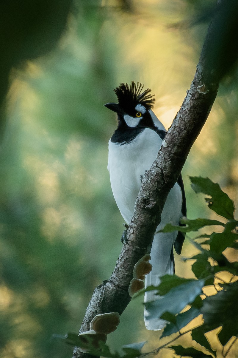 Tufted Jay - ML500024301