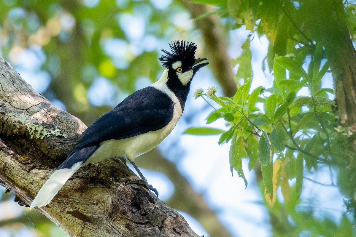 Tufted Jay - ML500024921