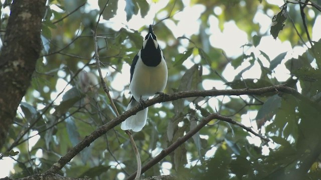 Geai panaché - ML500025101