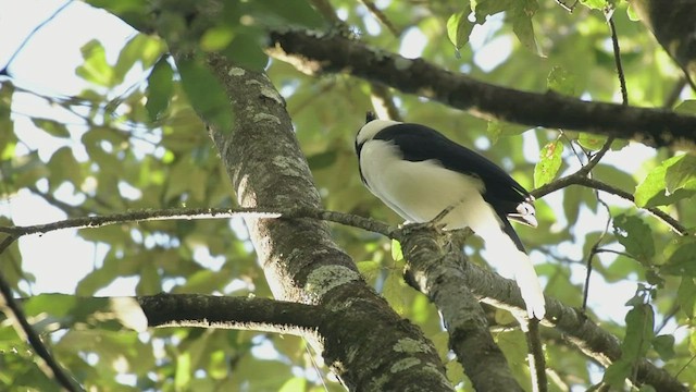 Tufted Jay - ML500025401