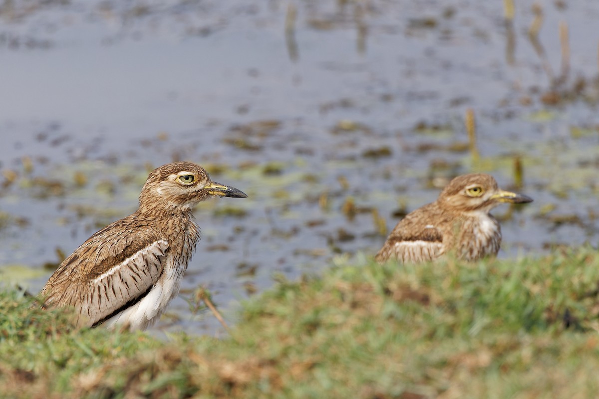 Water Thick-knee - ML500027181