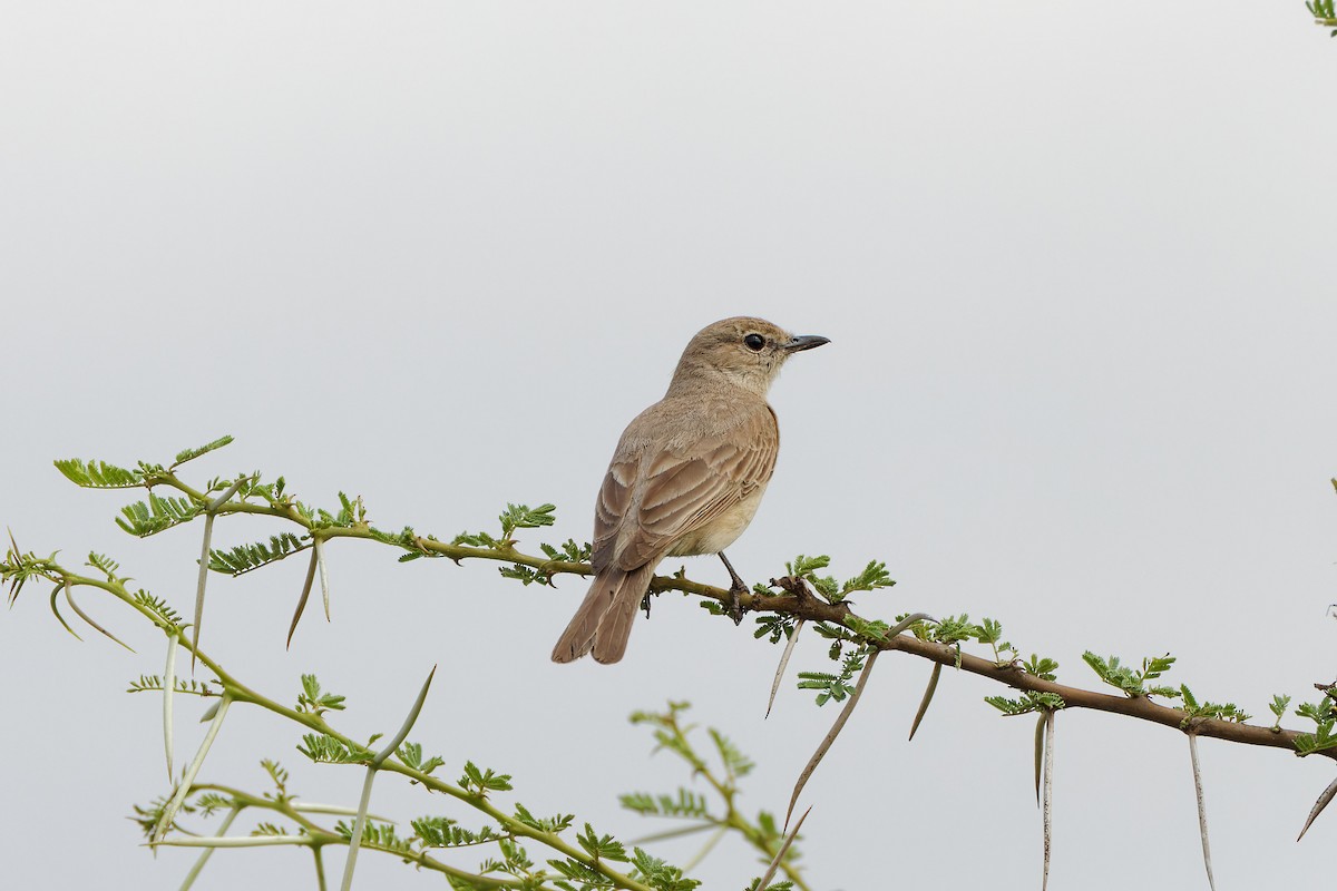 Pale Flycatcher - ML500027481