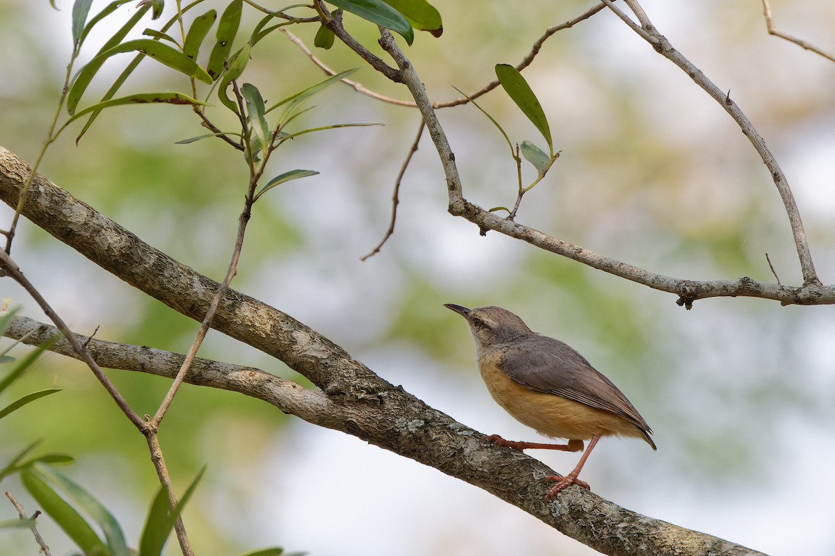Long-billed Crombec - ML500027671
