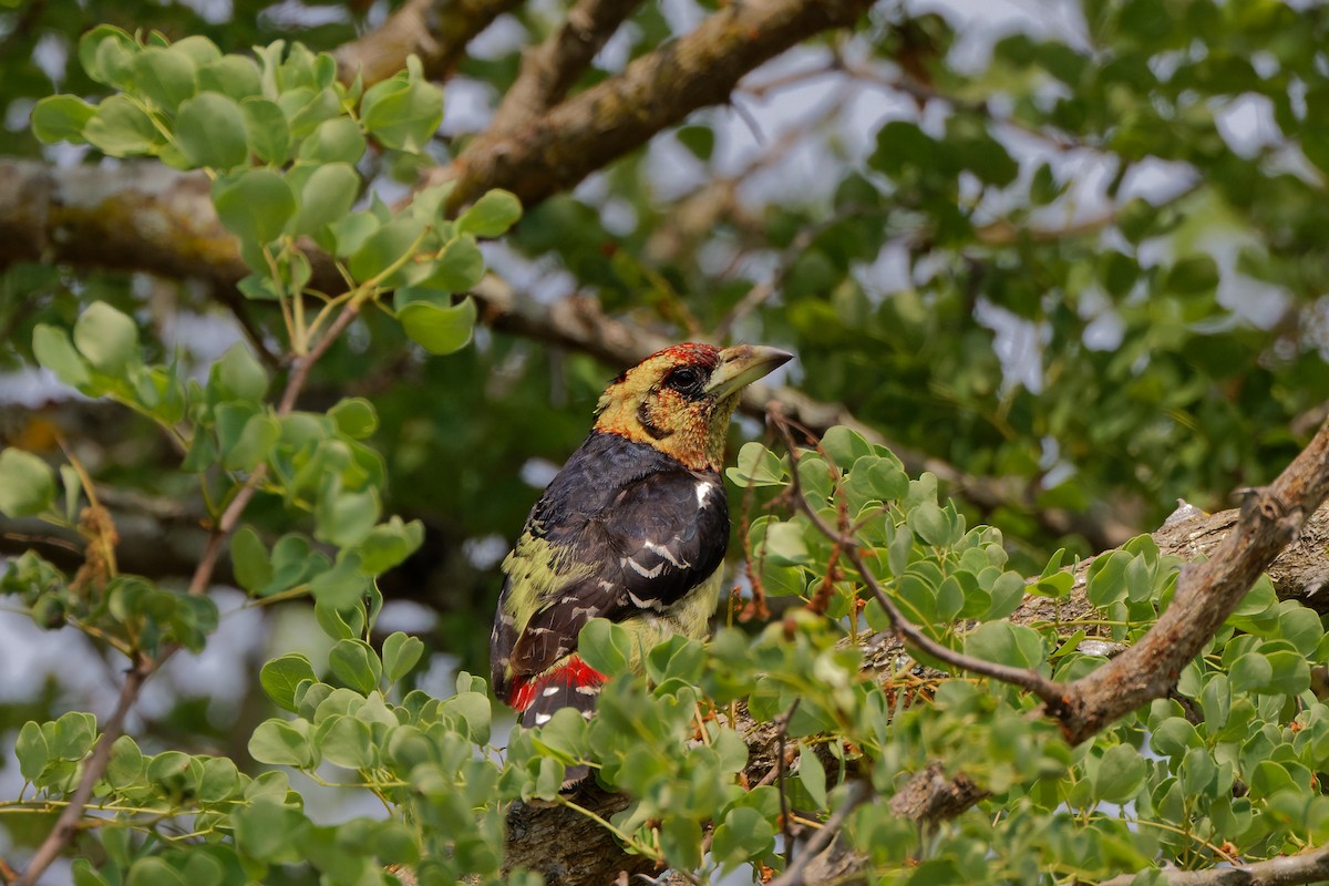 Crested Barbet - ML500027881