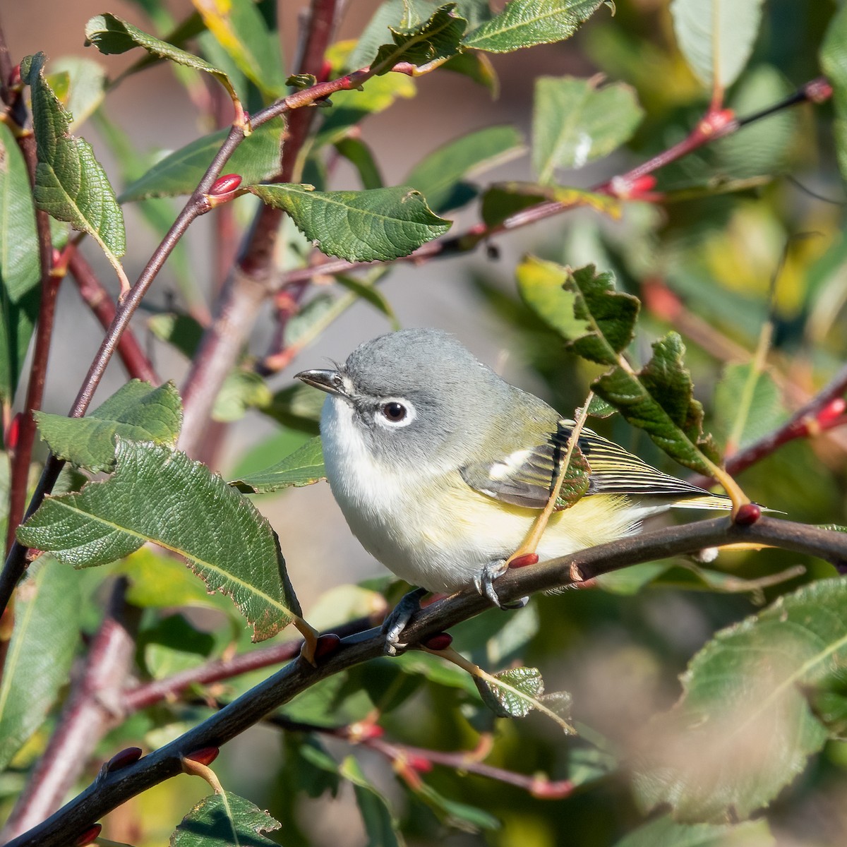 Blue-headed Vireo - ML500028361