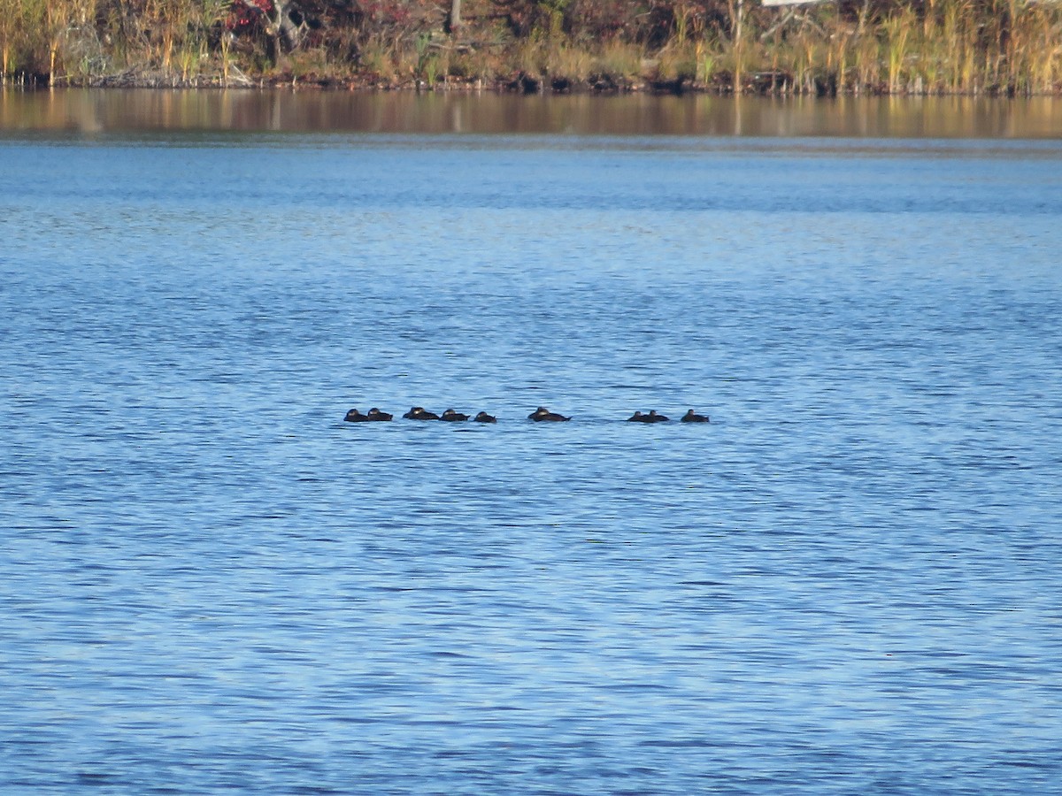 Black Scoter - ML500028651