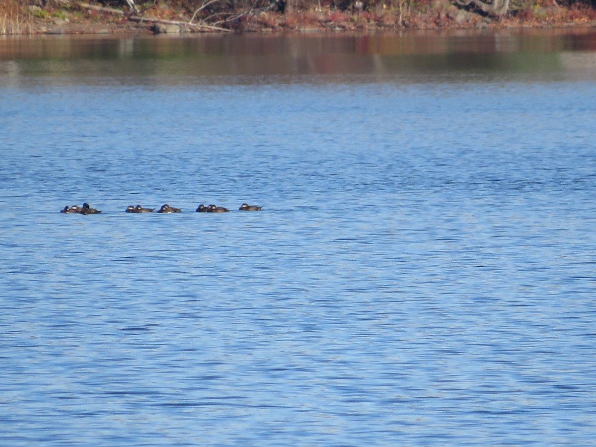 Black Scoter - ML500028681