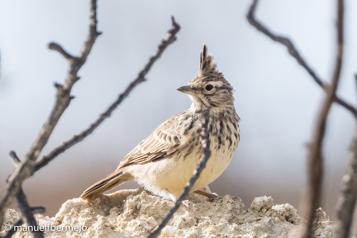 Thekla's Lark - Manuel Fernandez-Bermejo