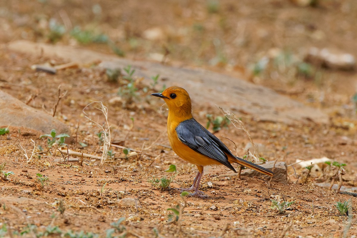 Red-capped Robin-Chat - ML500029761