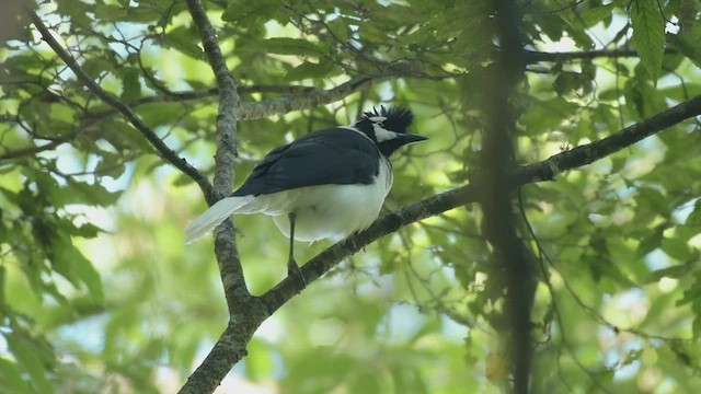 Tufted Jay - ML500030151