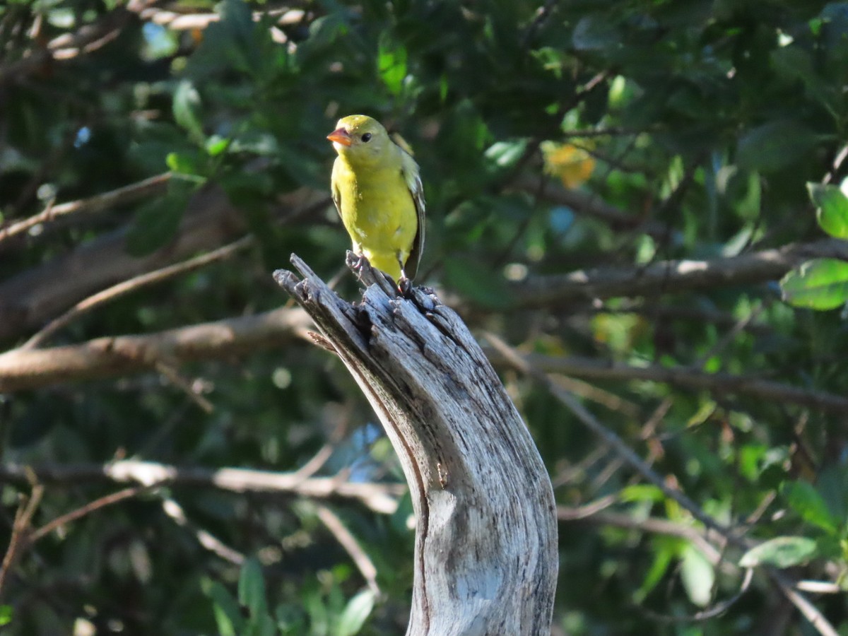 Western Tanager - ML500030311