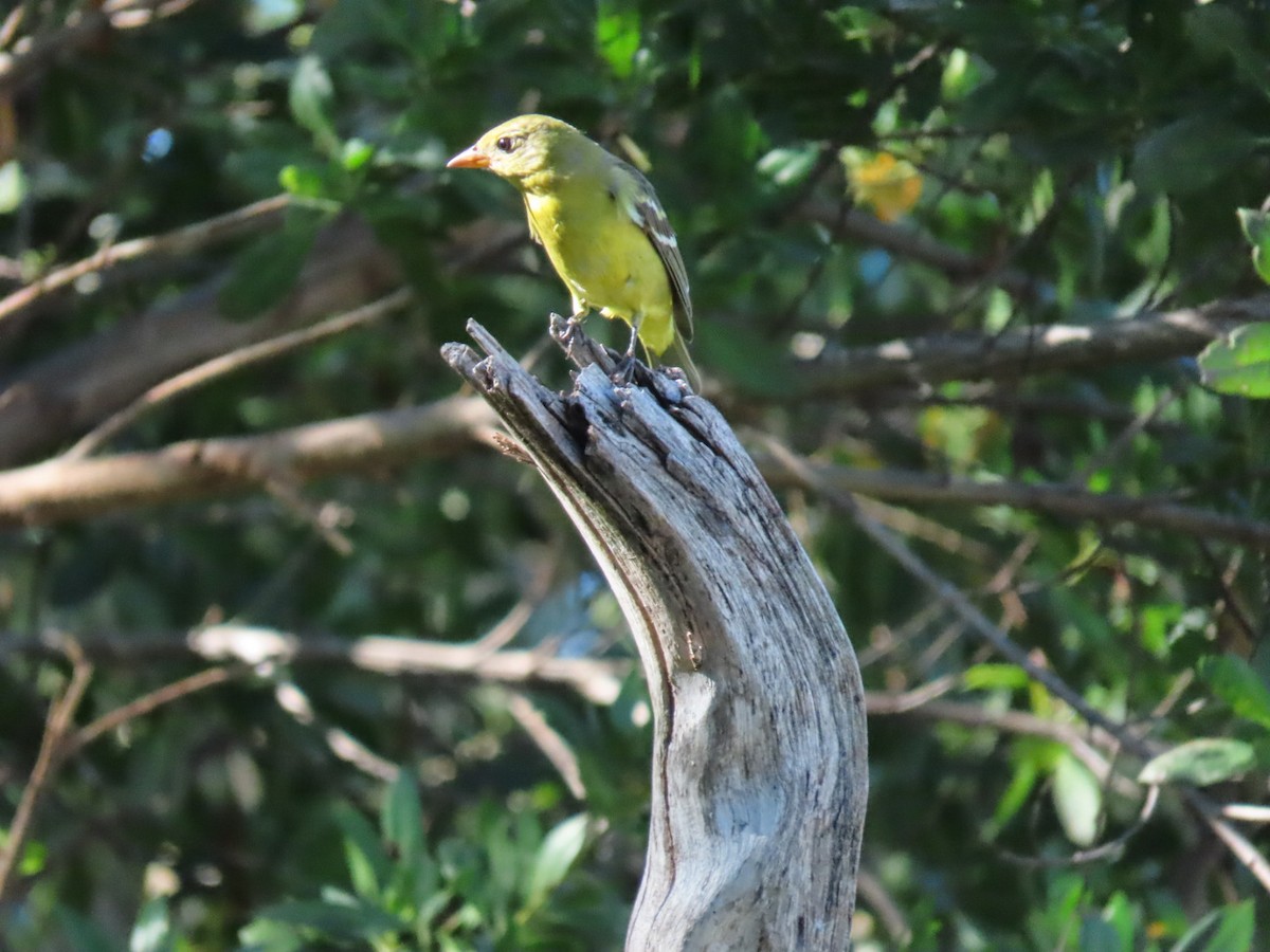 Western Tanager - ML500030321