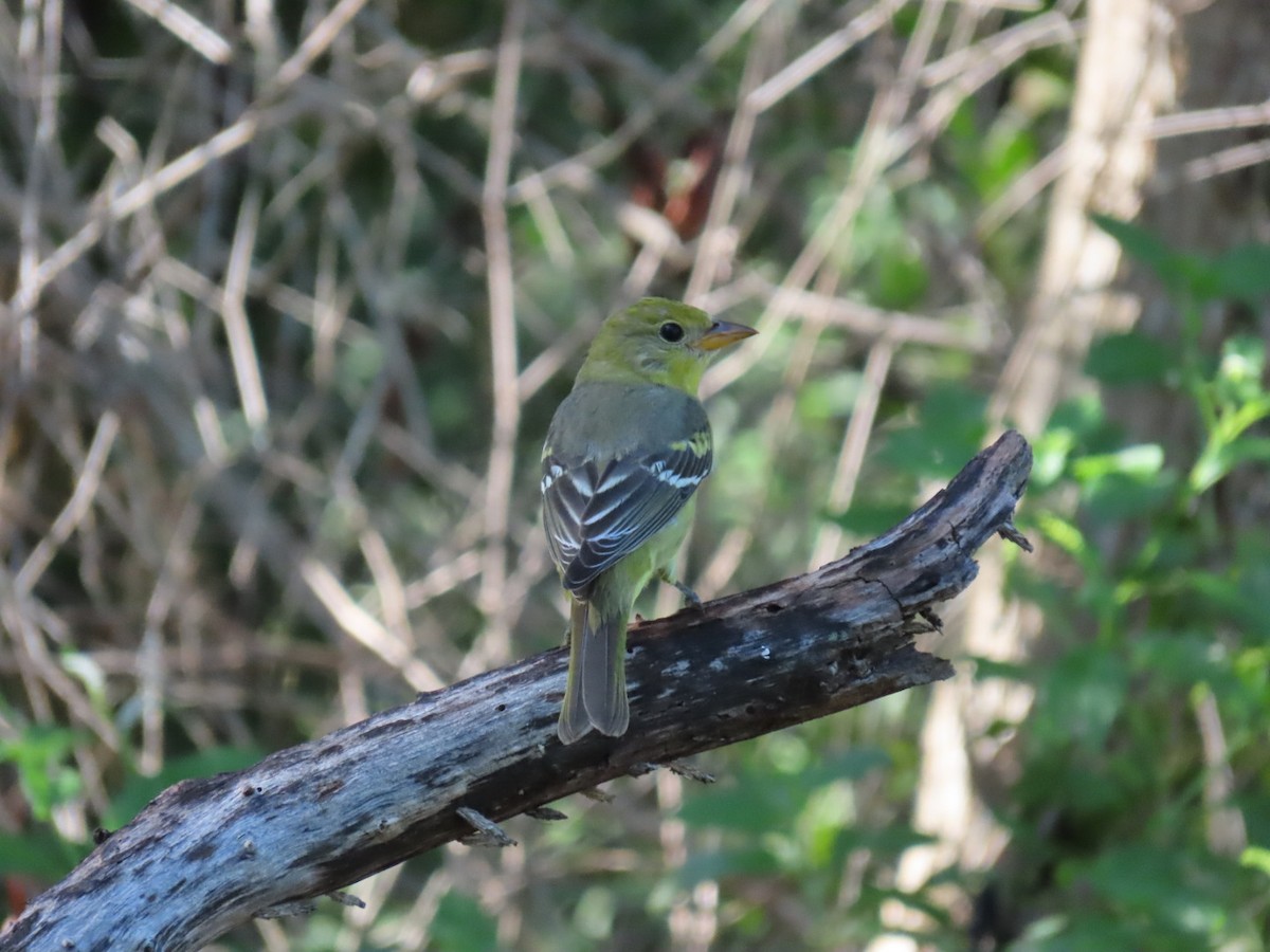 Western Tanager - ML500030331