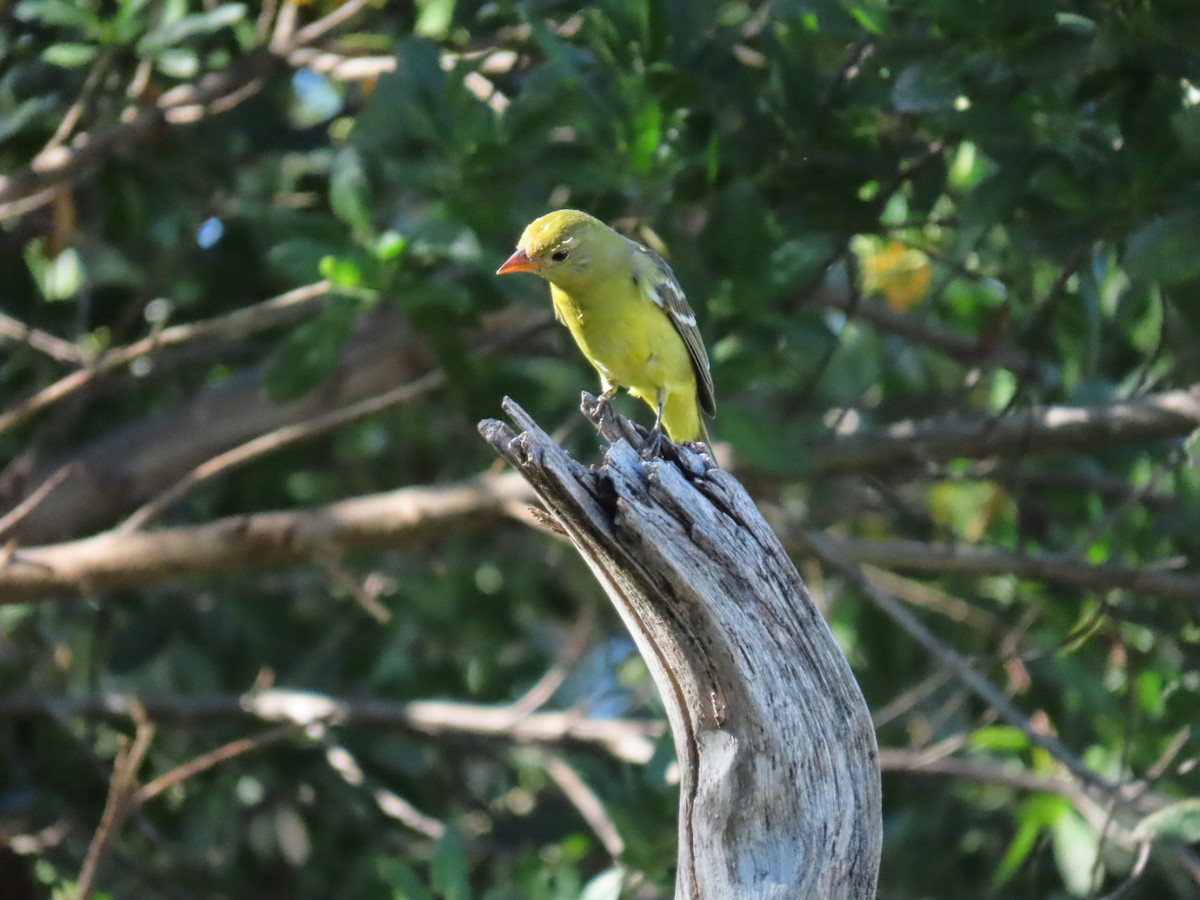 Western Tanager - ML500030341