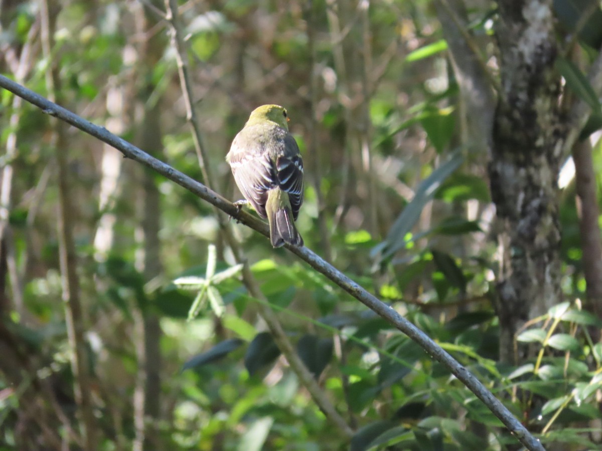 Western Tanager - ML500030361