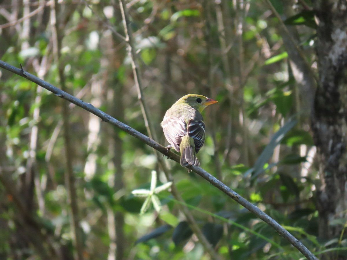 Western Tanager - ML500030371