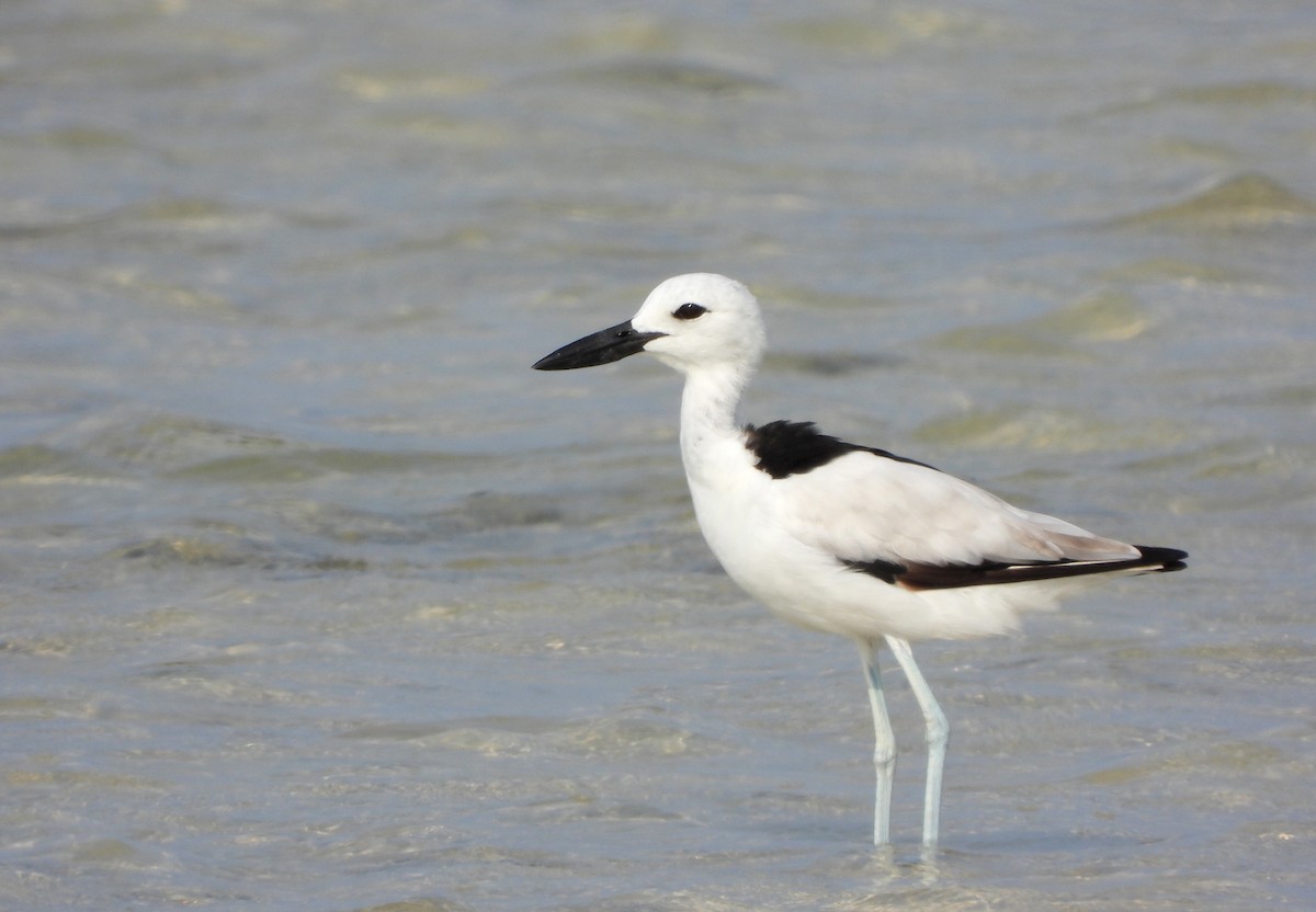 Crab-Plover - ML500031371