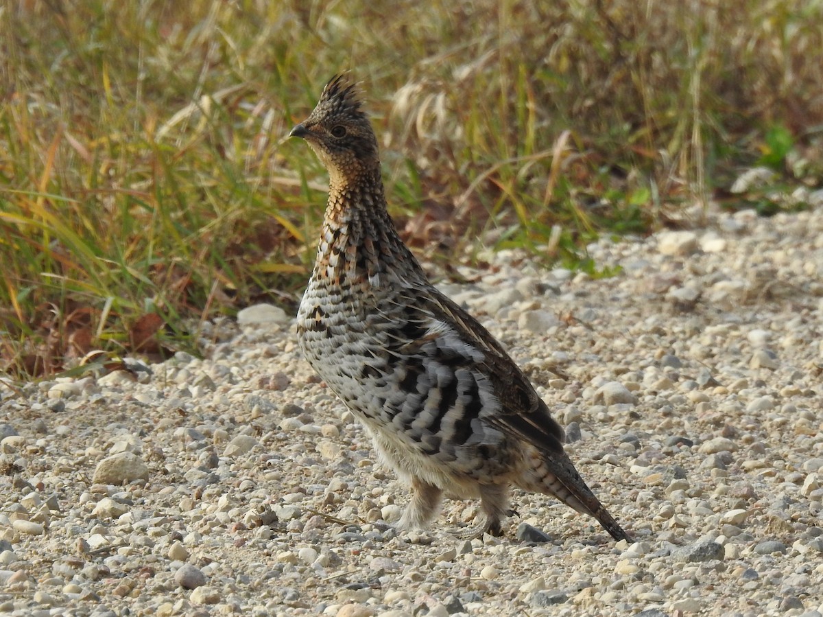 Ruffed Grouse - ML500032471