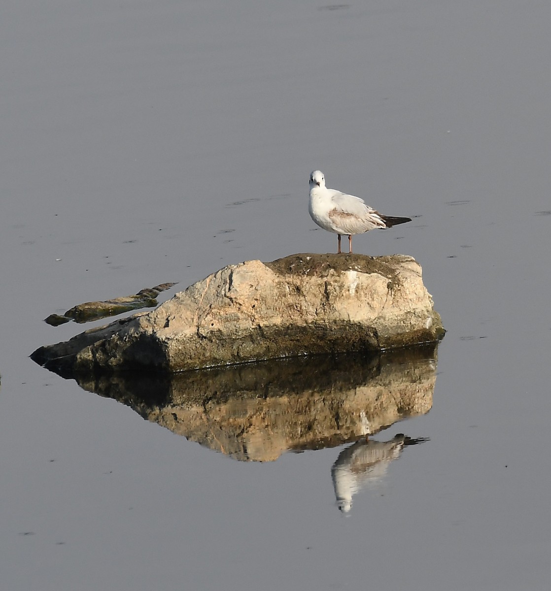 Mouette rieuse - ML500033291