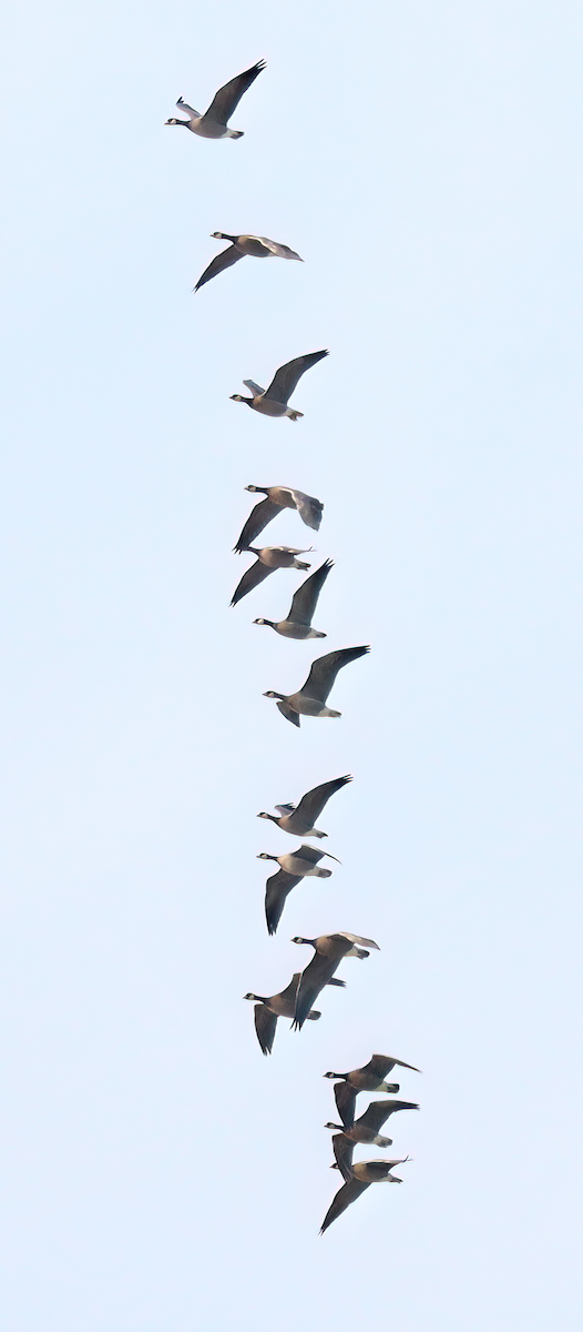 Cackling Goose - Charlotte Byers