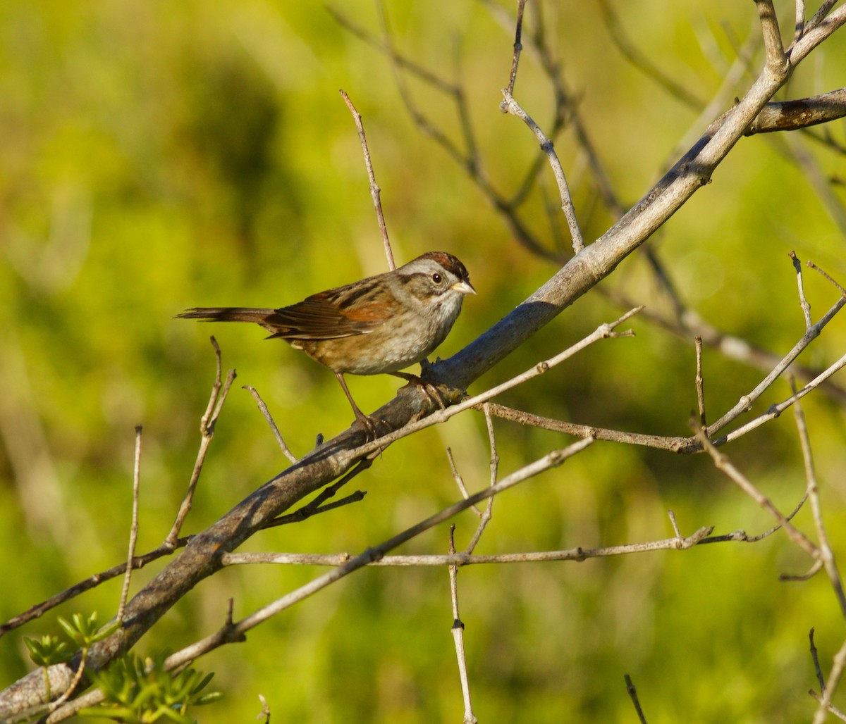Swamp Sparrow - ML50003501