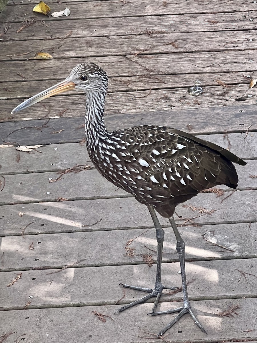Limpkin - ML500035101