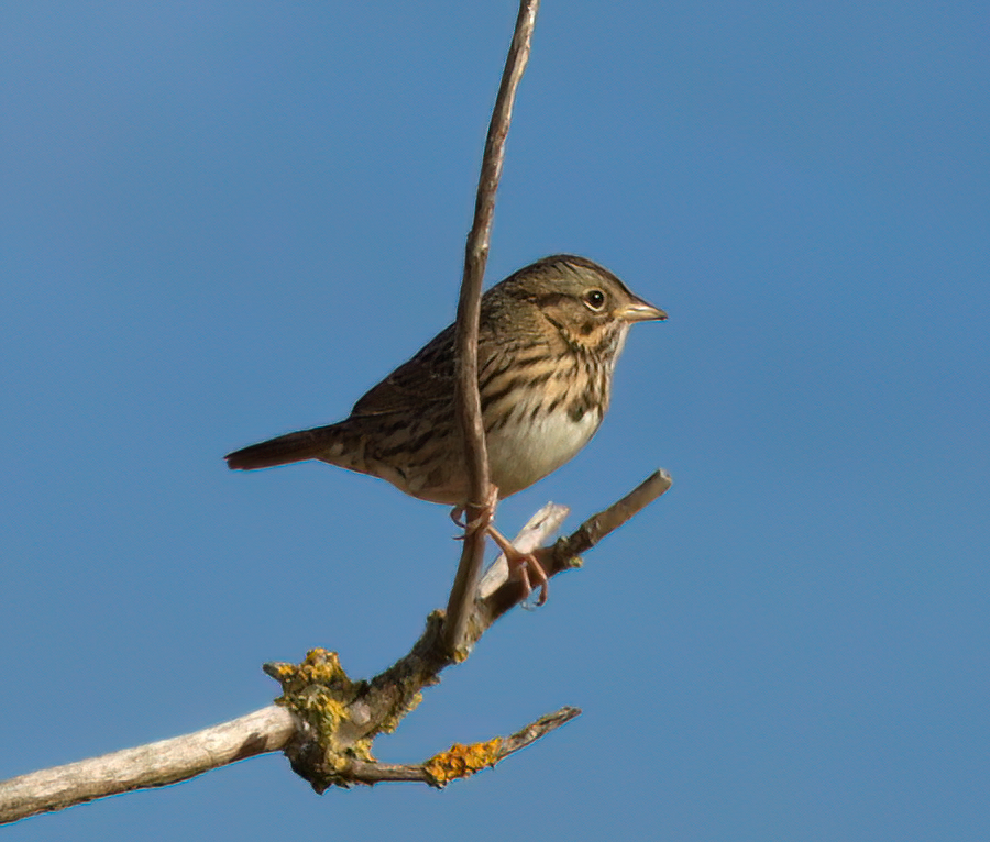 Lincoln's Sparrow - ML500036071