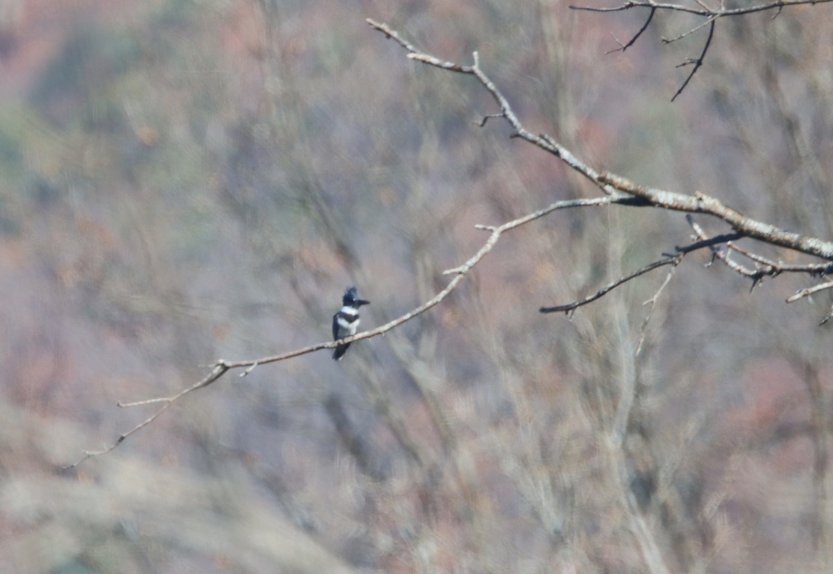 Belted Kingfisher - ML500036981