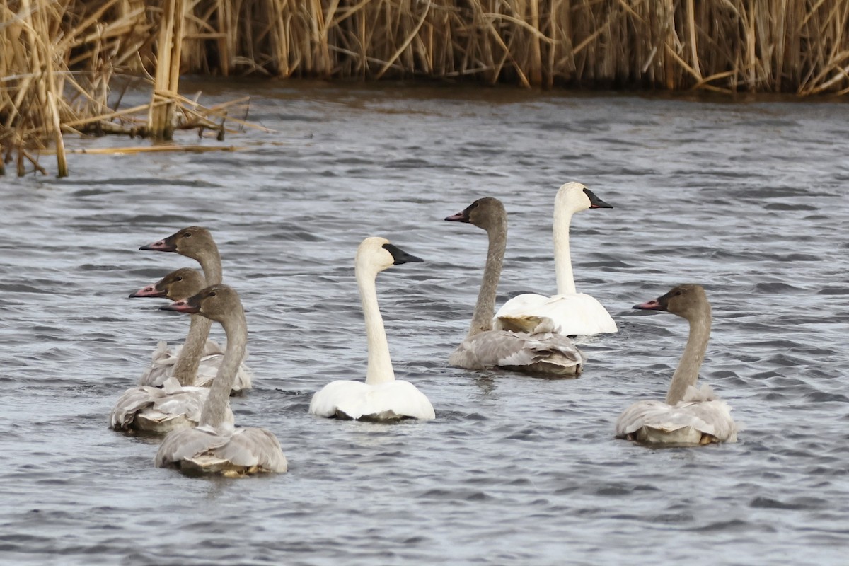 Trumpeter Swan - ML500038431