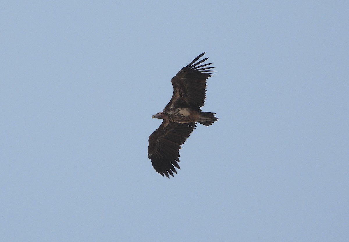 Lappet-faced Vulture - ML500039071